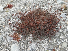 Acaena saccaticupula