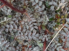 Acaena saccaticupula
