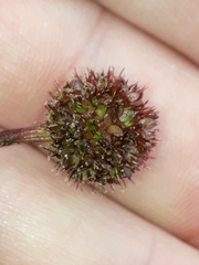 Acaena saccaticupula