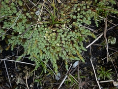 Kelleria