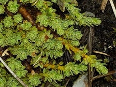 Kelleria