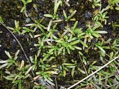 Abrotanella caespitosa
