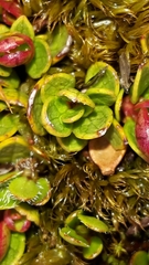 Gaultheria nubicola