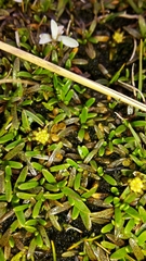 Abrotanella caespitosa