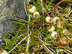 Gaultheria nubicola