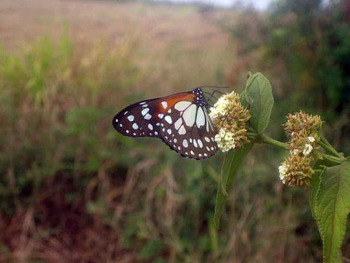 Beautiful Monarch