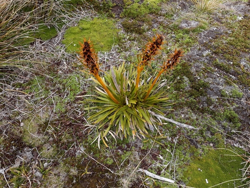 Aciphylla kirkii (Aciphylla kirkii)