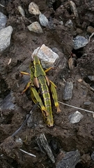Sigaus australis