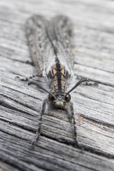 Heoclisis fundata