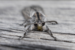Heoclisis fundata