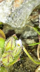 Myosotis brevis