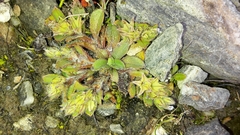Myosotis brevis