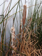 Typhaceae