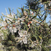 Hakea teretifolia hirsuta - Photo (c) nicfit, some rights reserved (CC BY-NC)