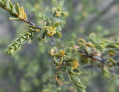 Pimelea serpyllifolia serpyllifolia