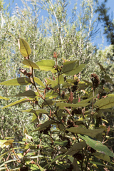 Lasiopetalum macrophyllum