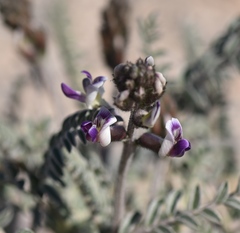 Astragalus layneae