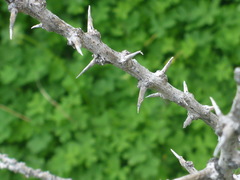 Lycium schweinfurthii