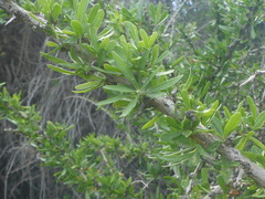 Lycium schweinfurthii