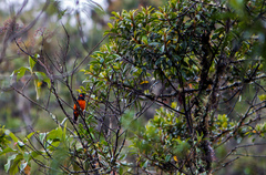 Anisognathus igniventris