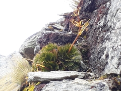 Aciphylla lecomtei
