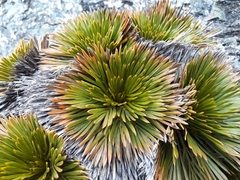 Aciphylla lecomtei