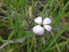 Dianthus strictus troodi