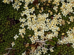 Kelleria childii