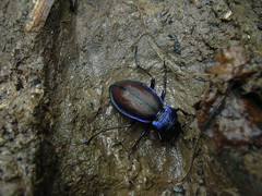 Carabus schoenherri