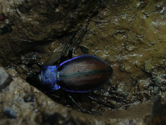 Carabus schoenherri