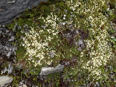 Kelleria childii