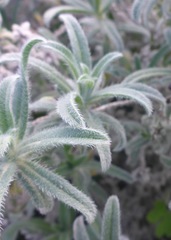 Echium angustifolium