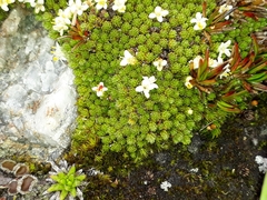 Kelleria childii