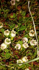 Gaultheria nubicola