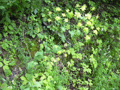 Bupleurum aureum