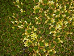 Hectorella caespitosa