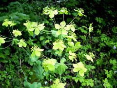 Bupleurum aureum