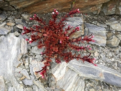Epilobium porphyrium