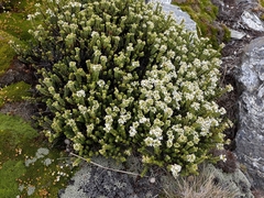 Veronica buchananii