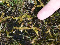 Epilobium komarovianum