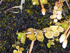 Epilobium komarovianum