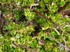 Ranunculus gracilipes