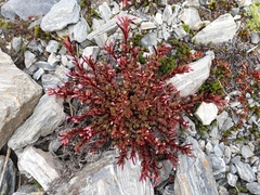 Epilobium porphyrium