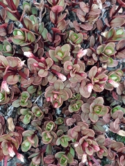 Epilobium porphyrium