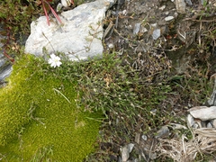 Stellaria gracilenta