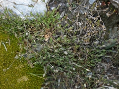 Stellaria gracilenta