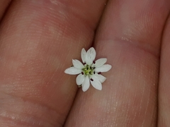 Stellaria gracilenta