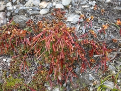Epilobium tasmanicum