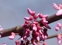 Cercis canadensis texensis