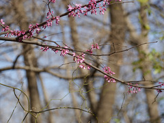 Cercis canadensis texensis
